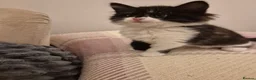 Mixed Breed cats for sale: Unique Smart Kittens for Loving Homes  in Kilwinning - Advert 18