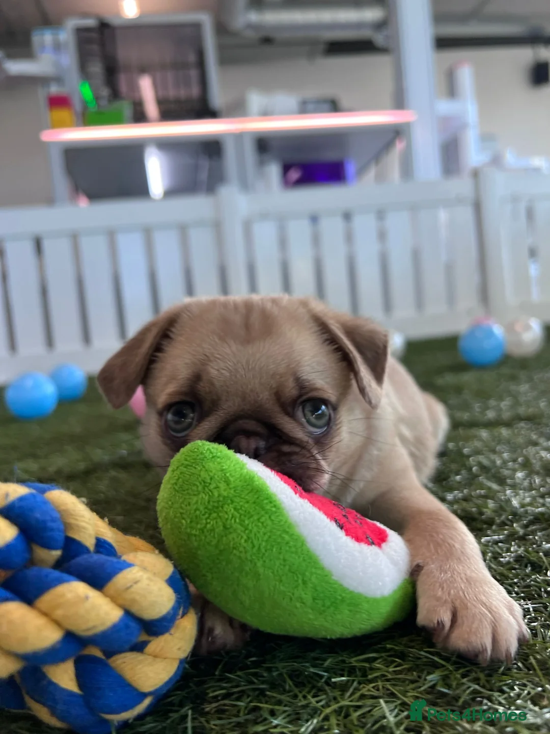 Pug dogs for sale: Rare panda pugs - Advert 19