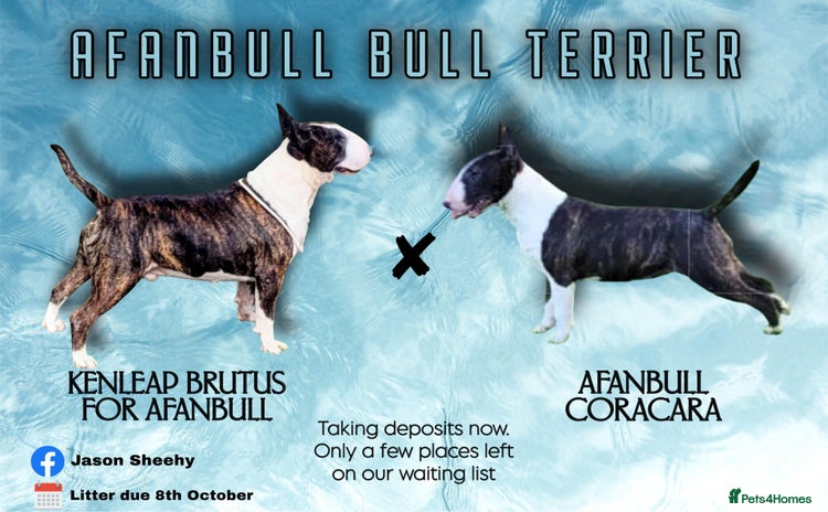 English Bull Terrier dogs - Advert 1