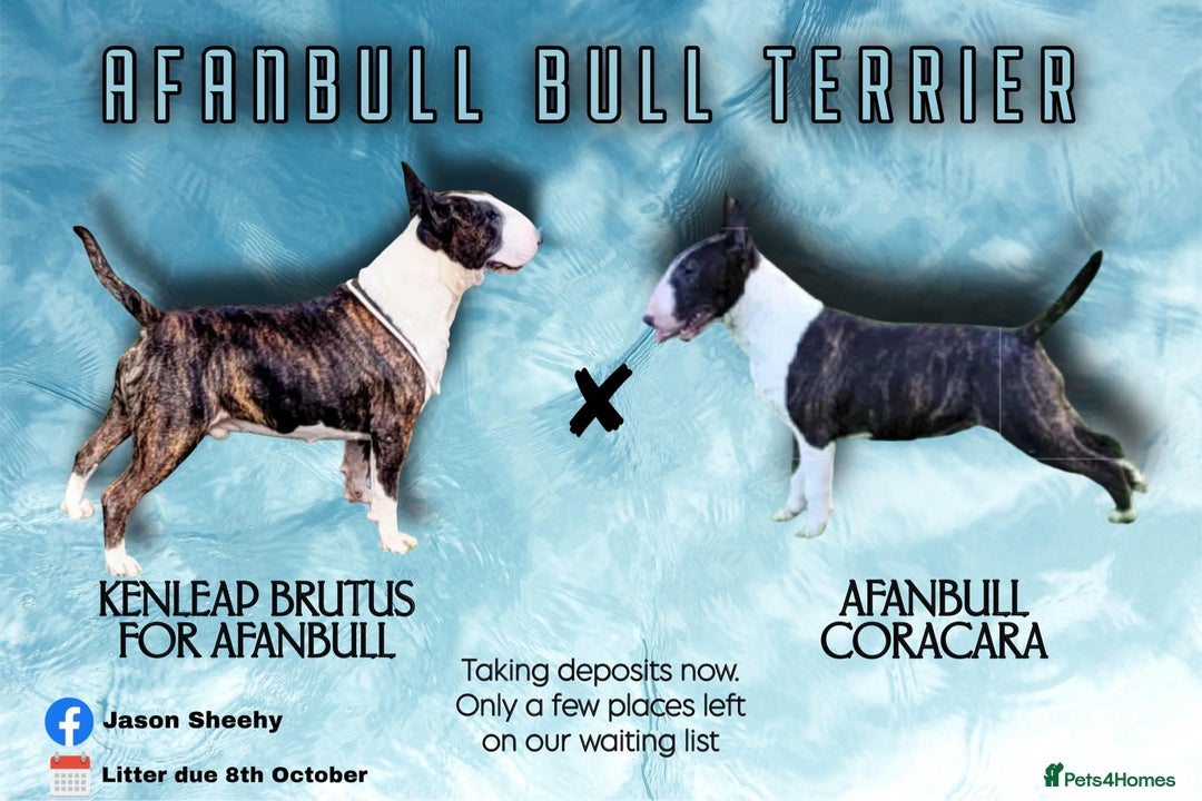 English Bull Terrier dogs for sale: ENGLISH BULL TERRIER,LITTER DUE 8TH OCTOBER  - Image 1