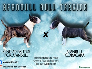 English Bull Terrier dogs - Advert 1
