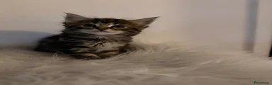 Maine Coon Kitten 2