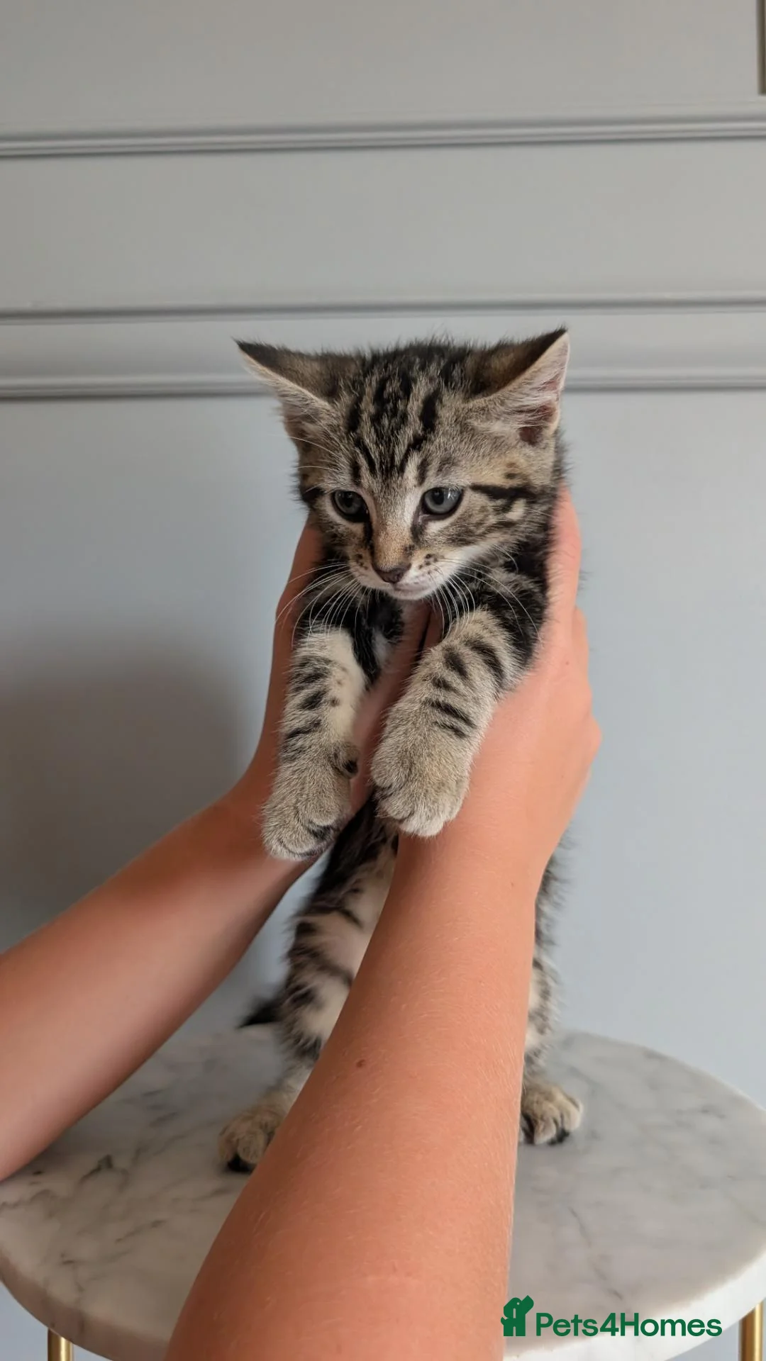 Mixed Breed cats for sale: Gorgeous Tabby Mix Breed Kittens - Advert 7