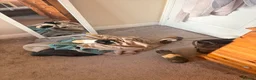 Guinea Pig rodents for sale: Male Guinea Pigs for free in Aylesbury - Advert 4