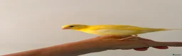 Canaries birds for sale: Adult and hand reared young canaries - Advert 4