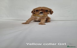 Cavalier King Charles Spaniel dogs for sale: Stunning Cavalier Puppies–Champ Blood,HealthTested - Image 12