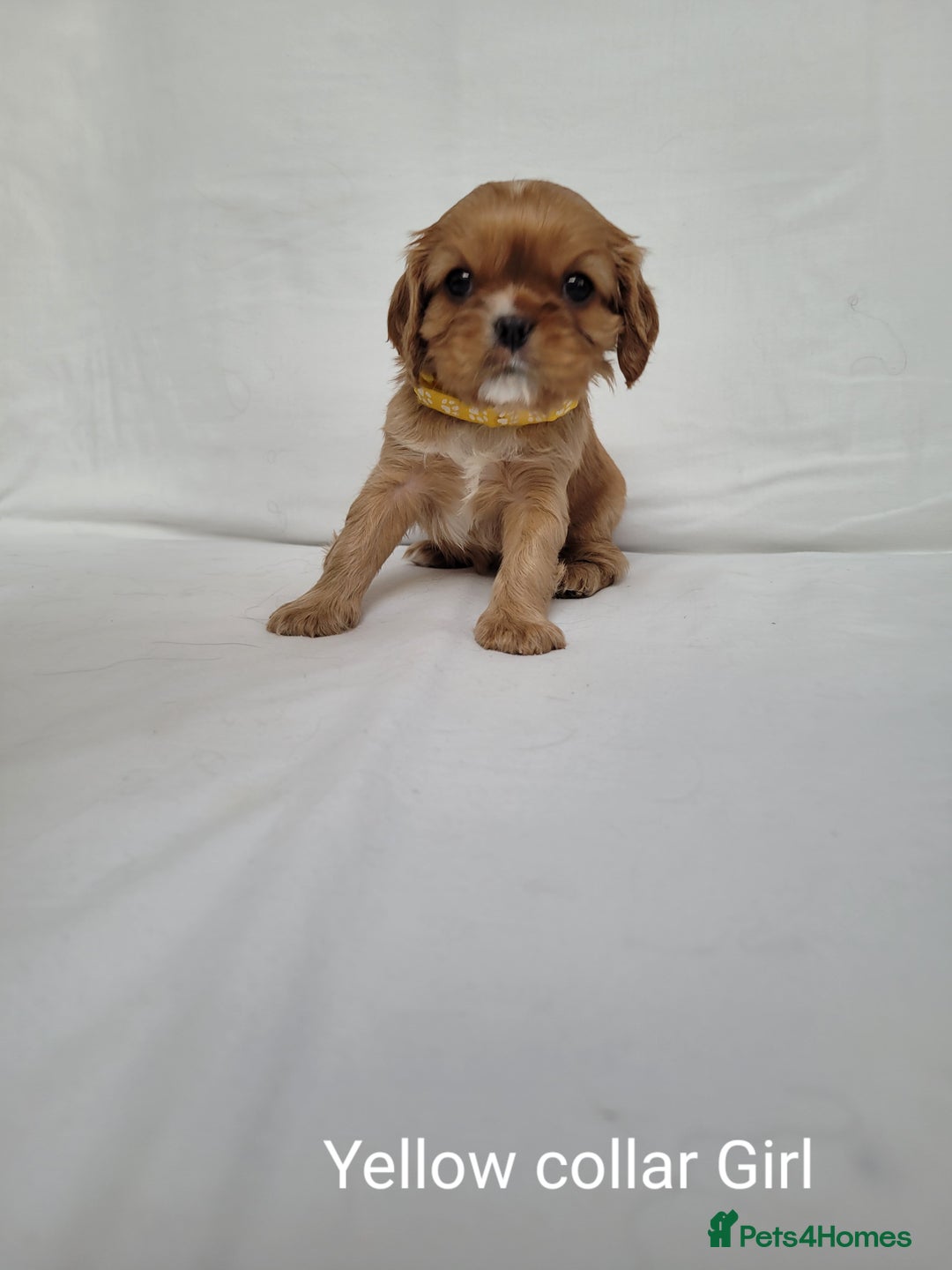 Cavalier King Charles Spaniel dogs for sale: Stunning Cavalier Puppies–Champ Blood,HealthTested - Image 12