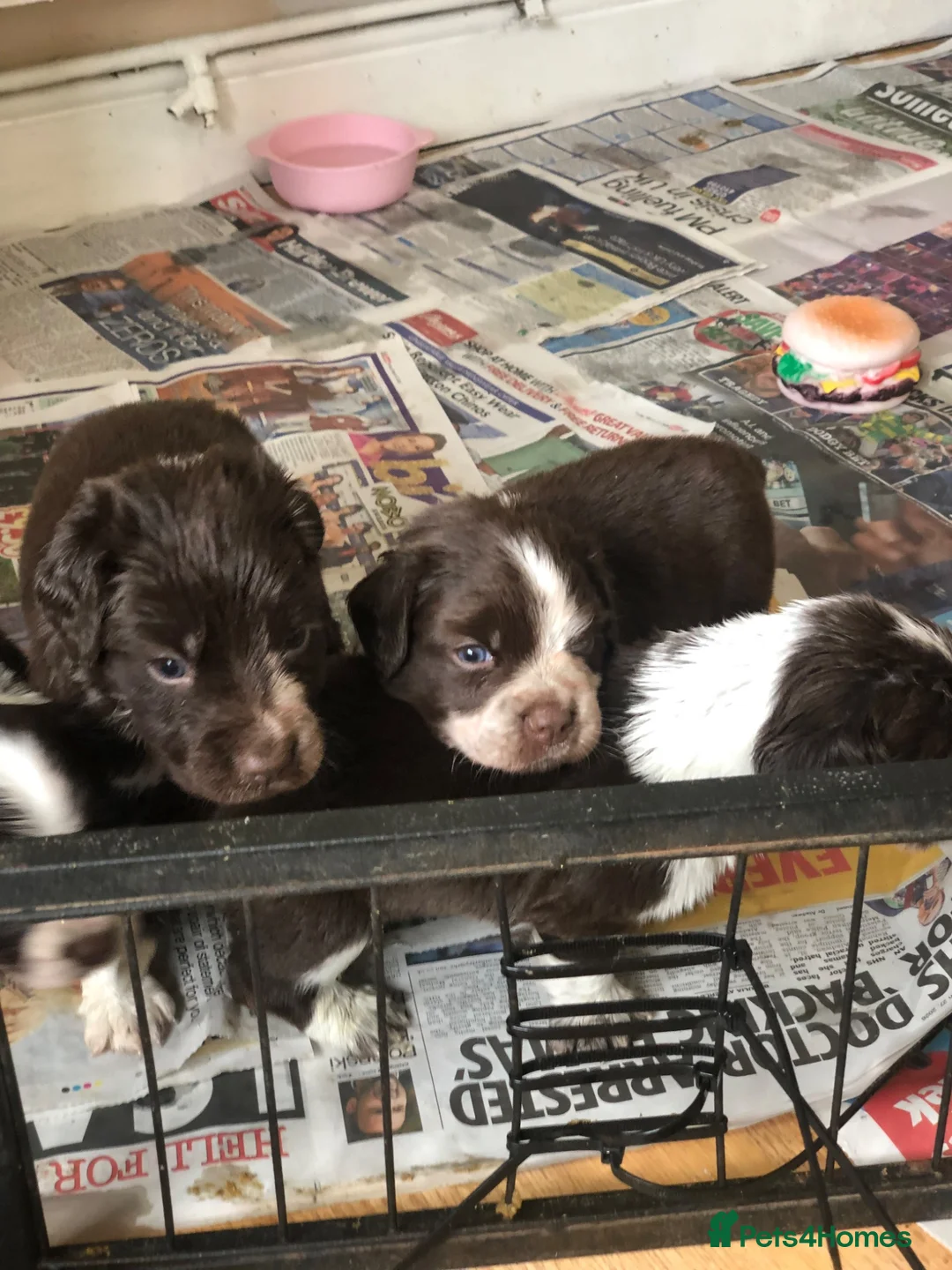 Mixed Breed dogs for sale: 3/4 spaniel pups  - Advert 5