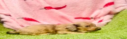 Miniature Dachshund dogs for sale: Long haired miniature dachshund puppies - Advert 22