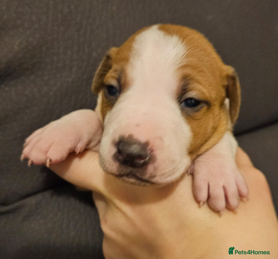 Mixed Breed dogs for sale: Italian Greyhound x Bull Greyhound Puppies - Advert 28