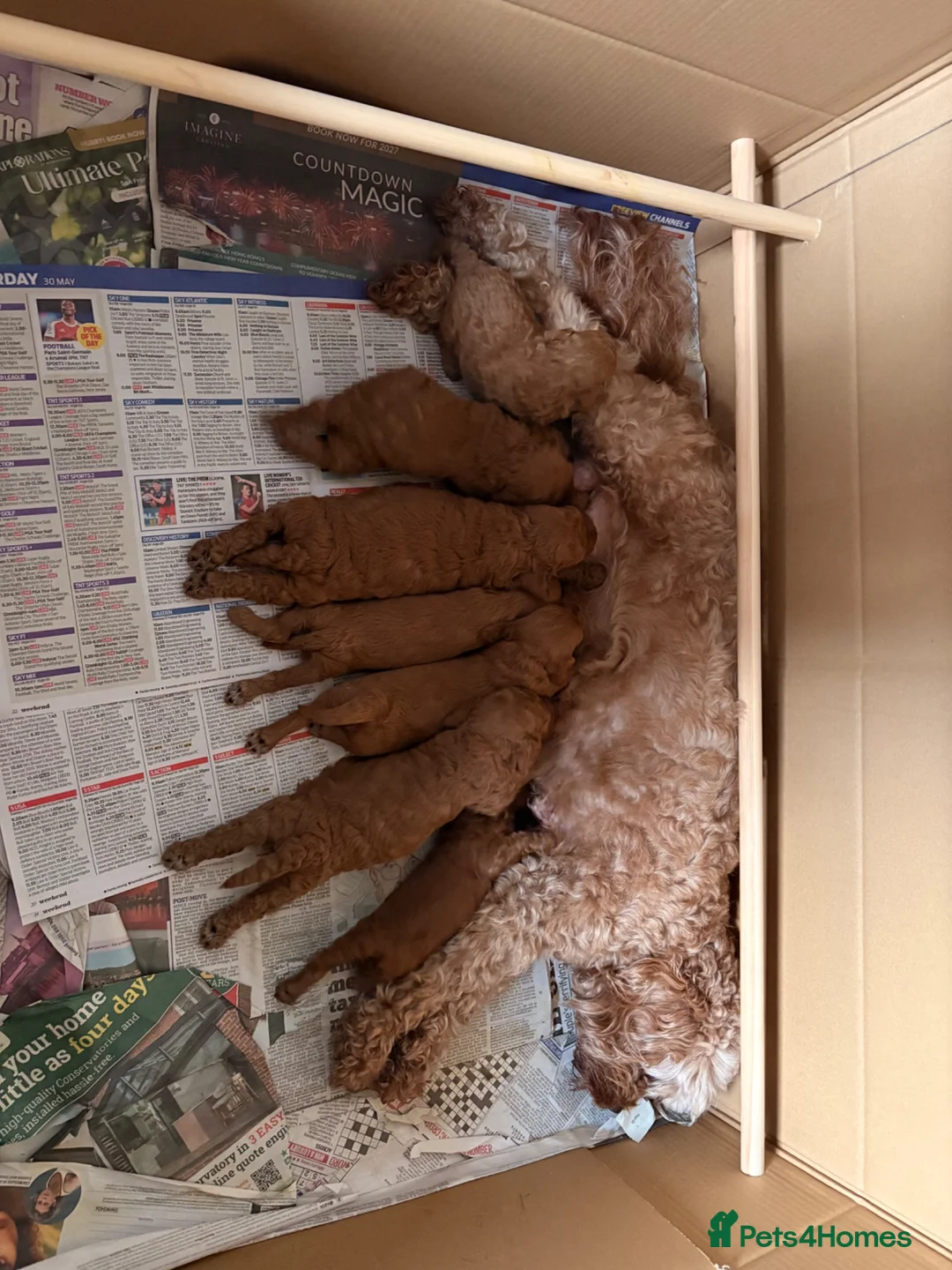 Cavapoo dogs for sale: Stunning Fox red F1b cavapoo puppies in Cranbrook - Advert 17