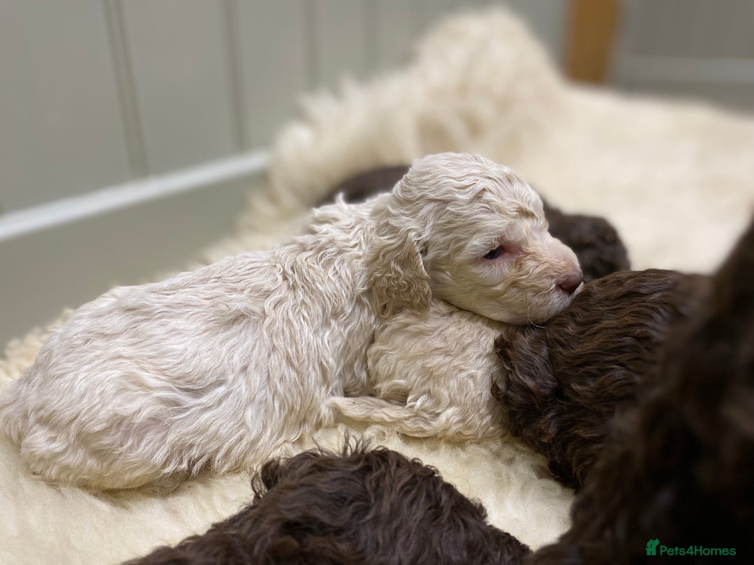 Lagotto Romagnolo dogs for sale: Lagotto romagnolo Puppies  - Advert 8