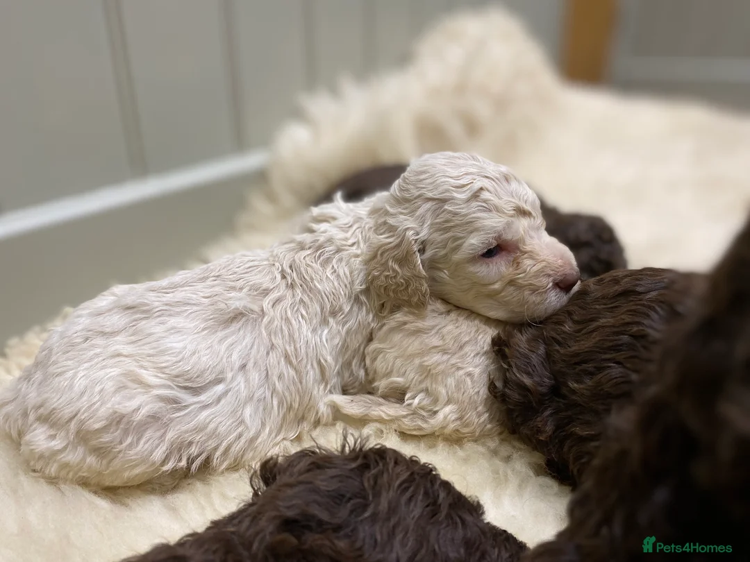 Lagotto Romagnolo dogs for sale: Lagotto romagnolo Puppies  - Advert 22