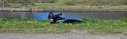 German Shepherd dogs for sale: Jet German Shepherd - Advert 2