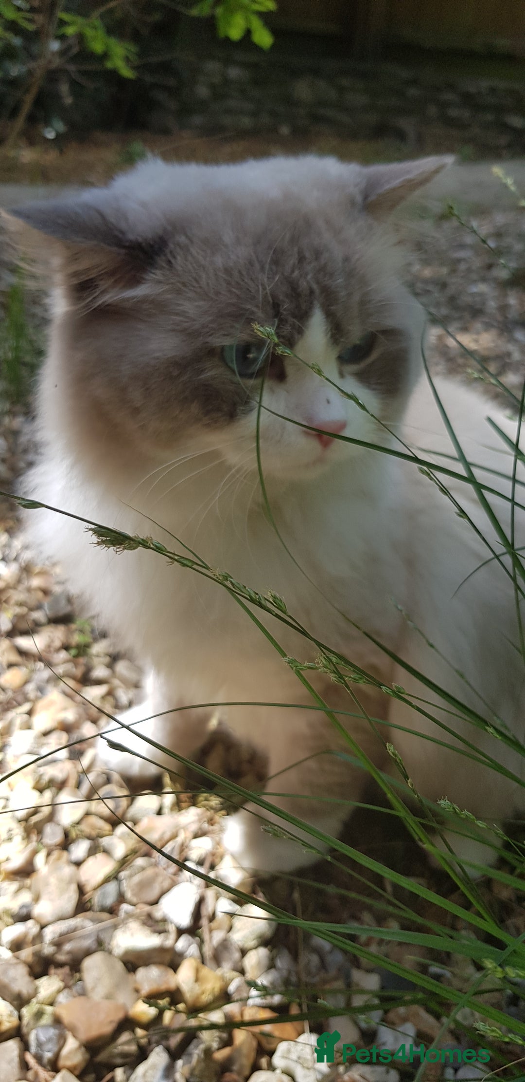 Ragdoll cats for stud: Charles - TICA and Gccf registered active boy  in Bournemouth - Image 8