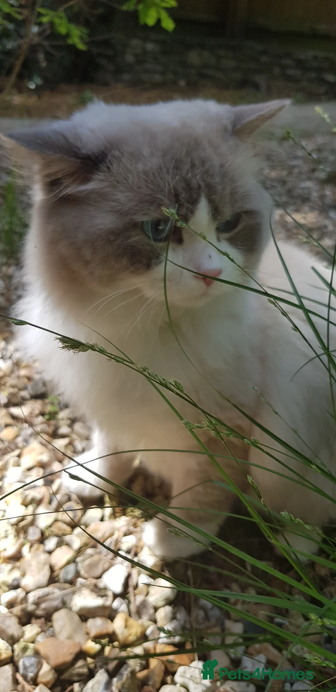 Ragdoll cats for stud: Charles - TICA and Gccf registered active boy  in Bournemouth - Advert 9