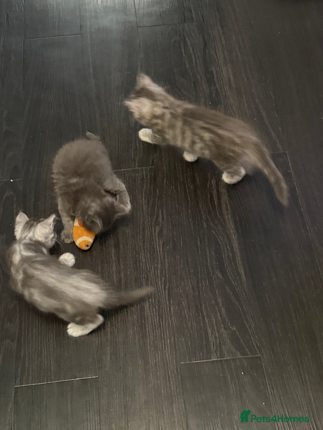 Persian cats for sale: Adorable fluffy Kittens ready for forever home - Image 8