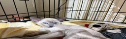 Siamese cats for sale: Siamese kittens  - Advert 4