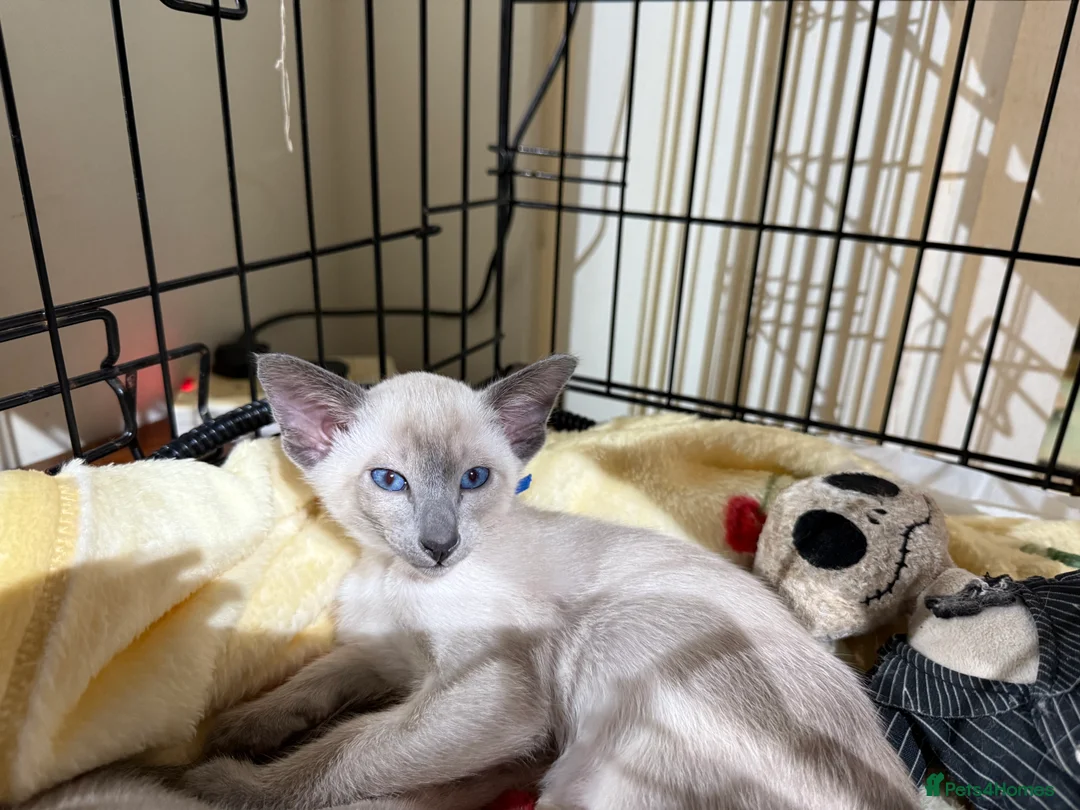 Siamese cats for sale: Siamese kittens  - Advert 4