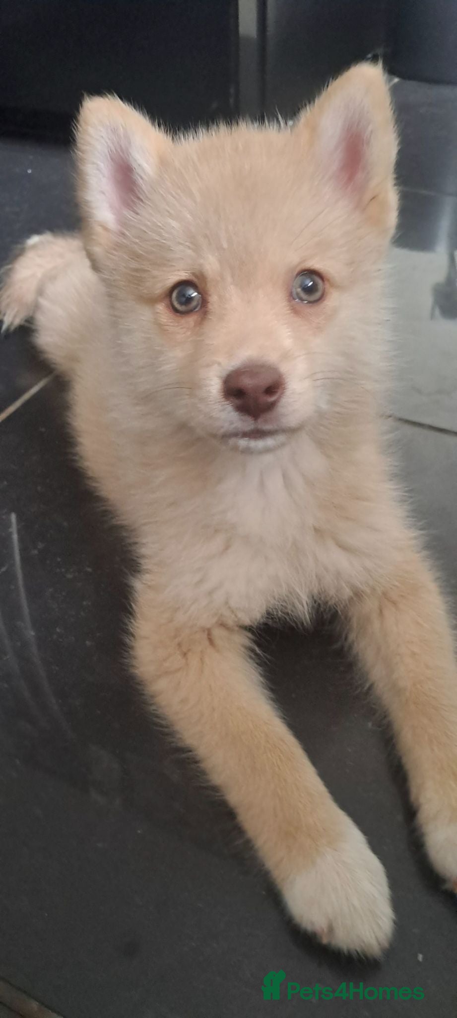 Pomsky dogs Fully vaccinated crate trained toilet trained boys - Advert 2