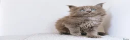 Maine Coon cats for sale: Blue maine coon kittens -DNA health tested parents - Advert 9