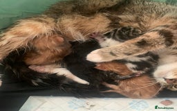 Mixed Breed cats for sale: Maine coon x Tabby kittens  - Image 4