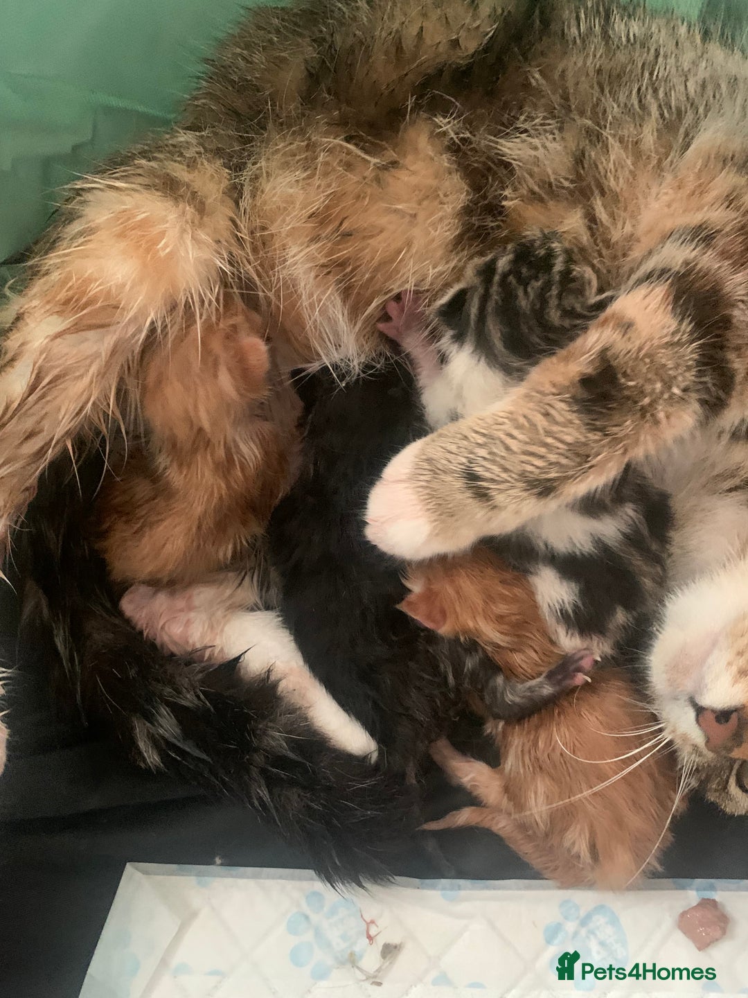 Mixed Breed cats for sale: Maine coon x Tabby kittens  - Image 4