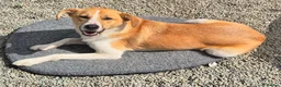 Mixed Breed dogs for adoption: Henry - In Ayr Looking for a home  - Advert 9