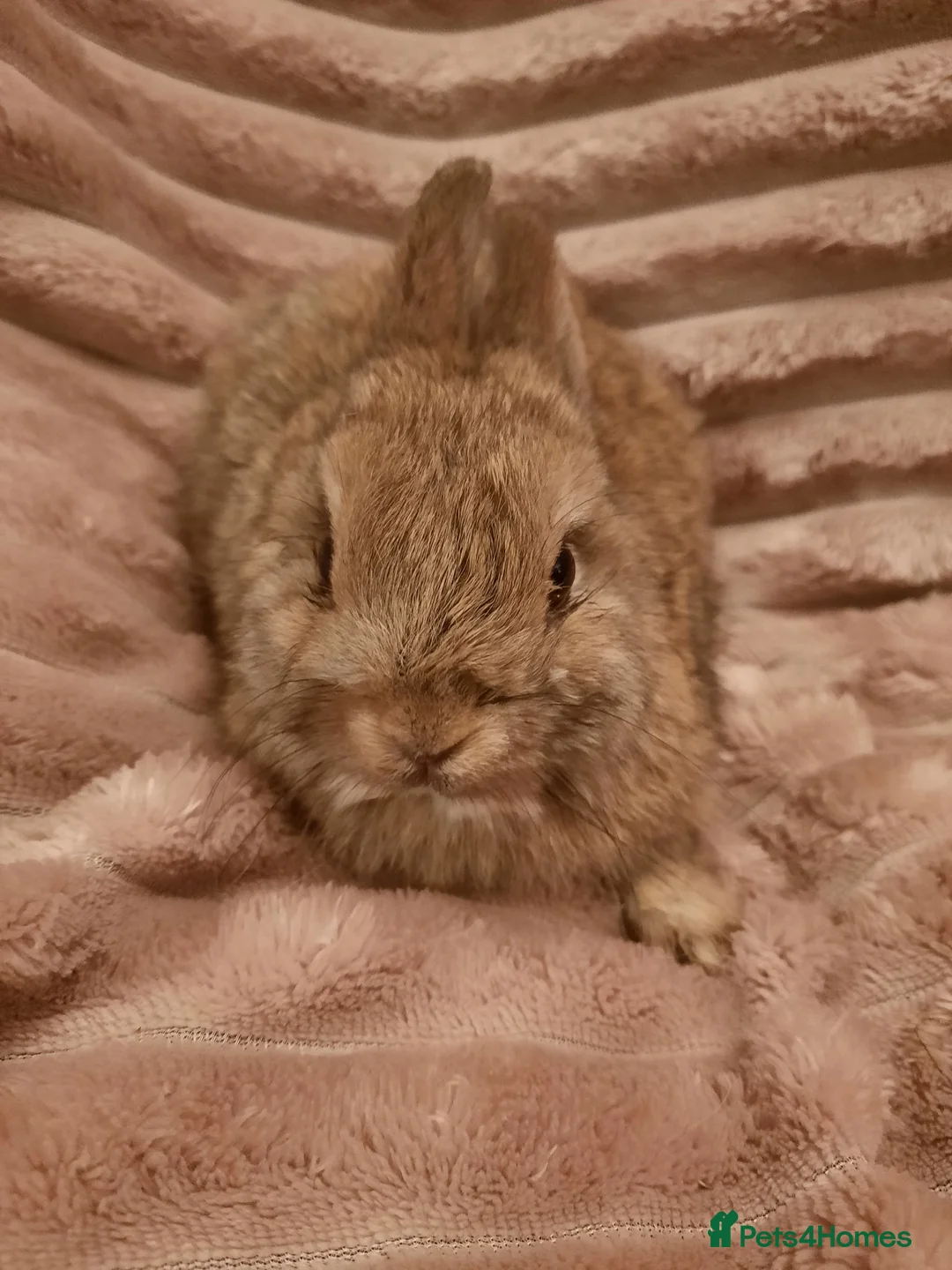Netherland Dwarf rabbits for sale: Seven Litters Of Netherland Dwarf Babies - Advert 8