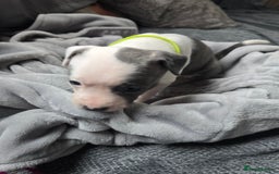 Staffordshire Bull Terrier dogs for sale: Staffordshire Bull Terrier  - Advert 18