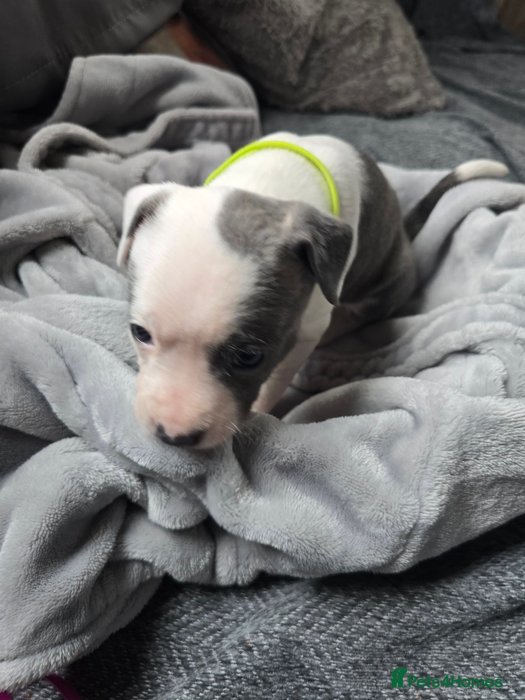 Staffordshire Bull Terrier dogs for sale: Staffordshire Bull Terrier  - Advert 18