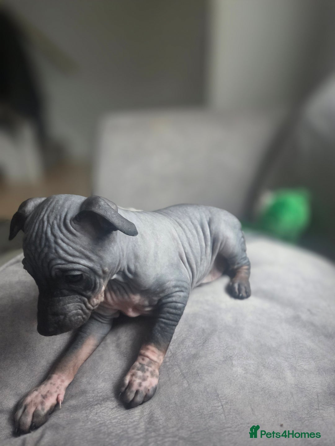Mexican Hairless dogs for sale: American hairless terrier - Advert 20