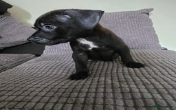 Staffordshire Bull Terrier dogs for sale: Staffordshire bull terrier puppy's  - Image 4