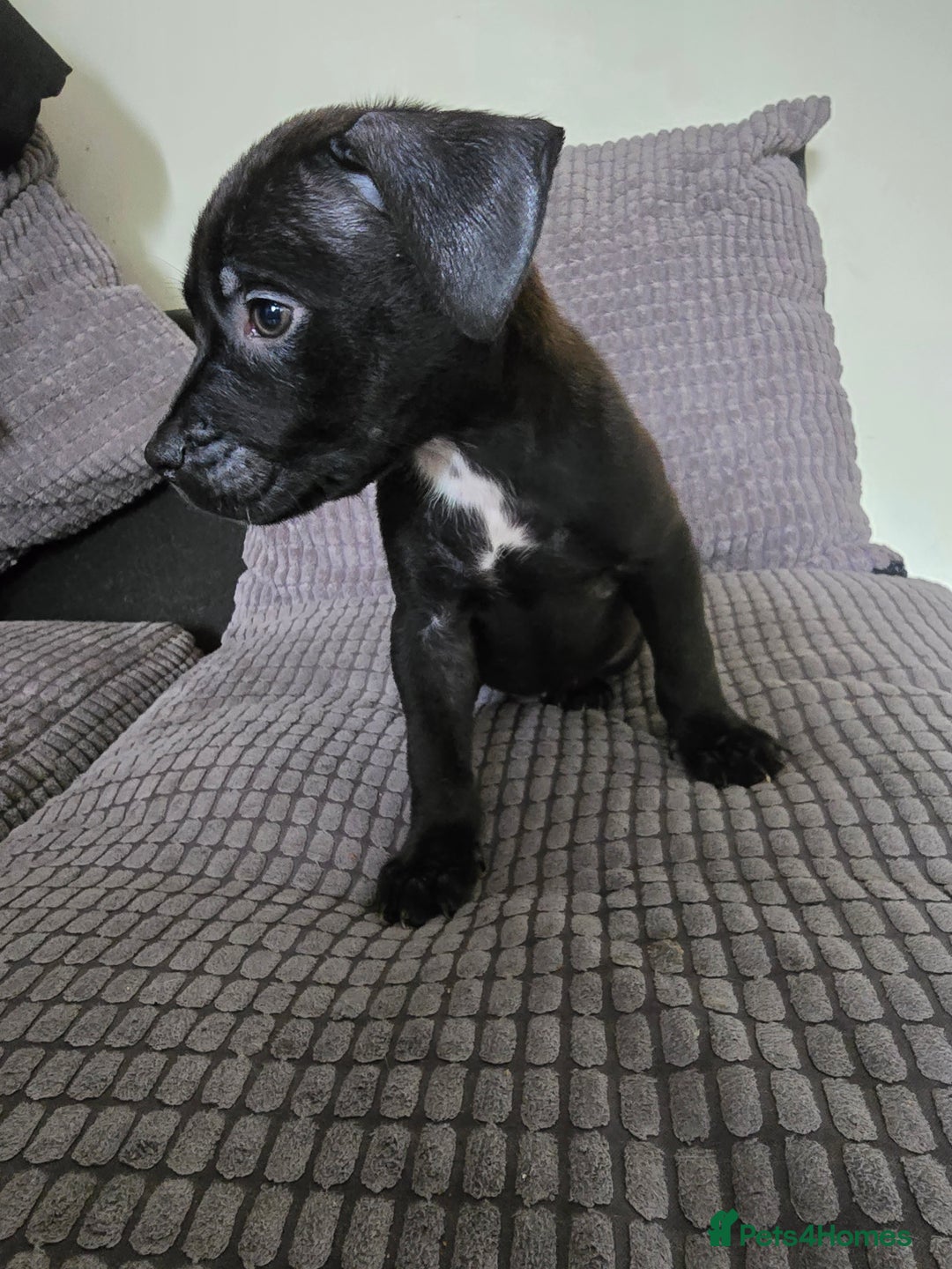 Staffordshire Bull Terrier dogs for sale: Staffordshire bull terrier puppy's  - Image 4