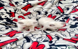 Ragdoll cats for sale: Ragdoll kittens  - Image 12