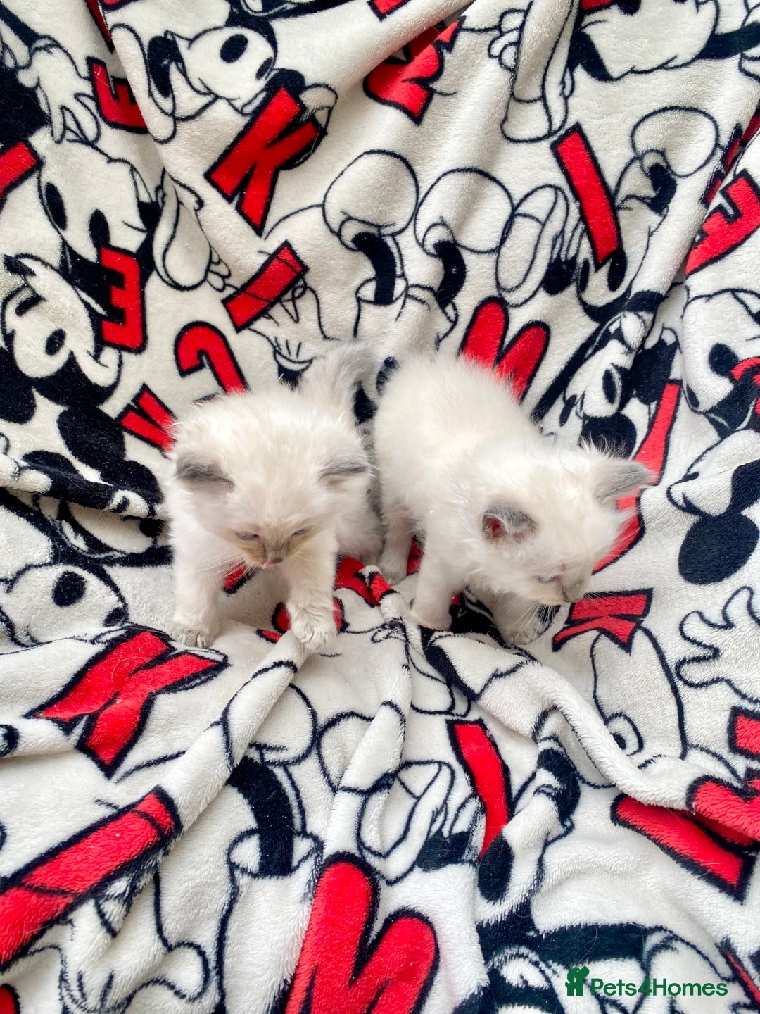 Ragdoll cats for sale: Ragdoll kittens  - Image 12