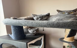 British Shorthair cats for sale: Pedigree BSH Last Female kitten ready to go!! - Image 10