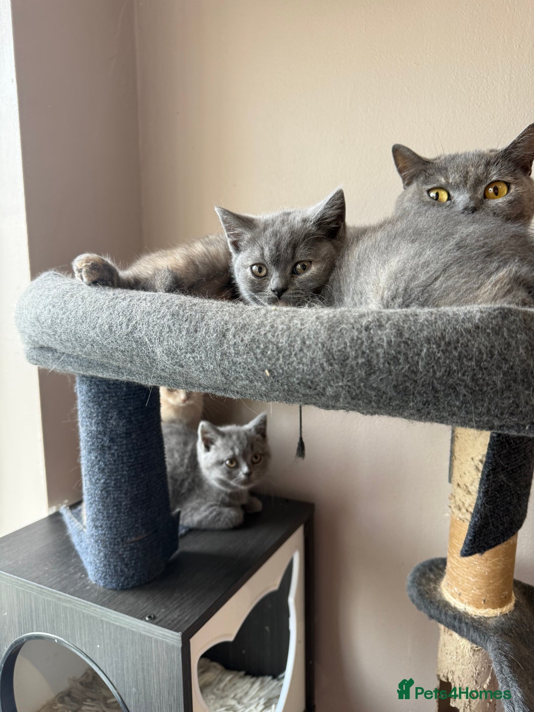 British Shorthair cats for sale: Pedigree BSH Last Female kitten ready to go!! - Image 10
