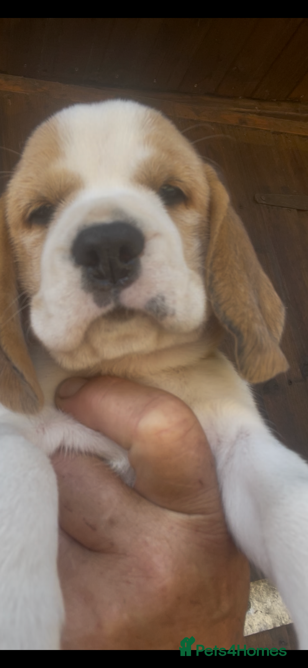 Beagle dogs for sale: Kc reg pups ready Friday 19th july - Image 4