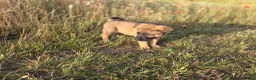 German Shepherd dogs for sale: Working line german shepherd puppies - Advert 12