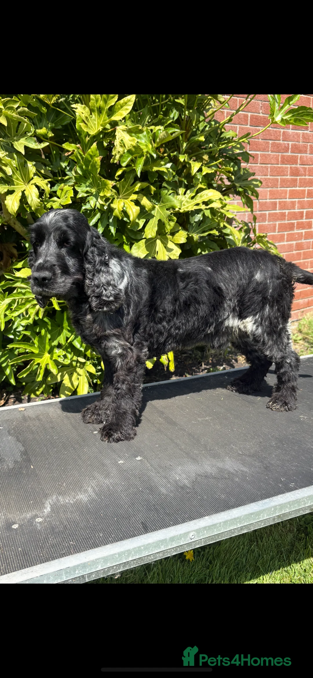 Cocker Spaniel dogs for stud: Health tested show cocker spaniel stud boy  in Southport - Advert 2