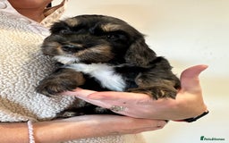 Mixed Breed dogs for sale: 10x Gorgeous Sproodles - Image 11