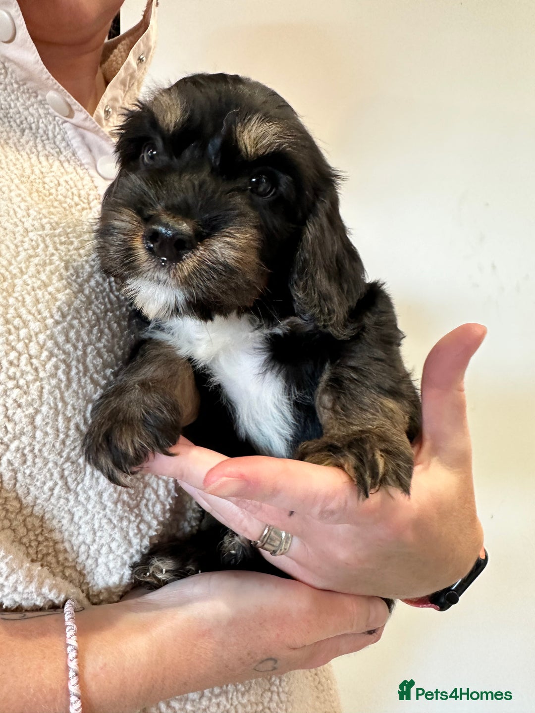 Mixed Breed dogs for sale: 10x Gorgeous Sproodles - Image 11