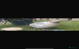 Quail poultry for sale: Beautiful coturnix, CPQ and bobwhite quails - Image 18