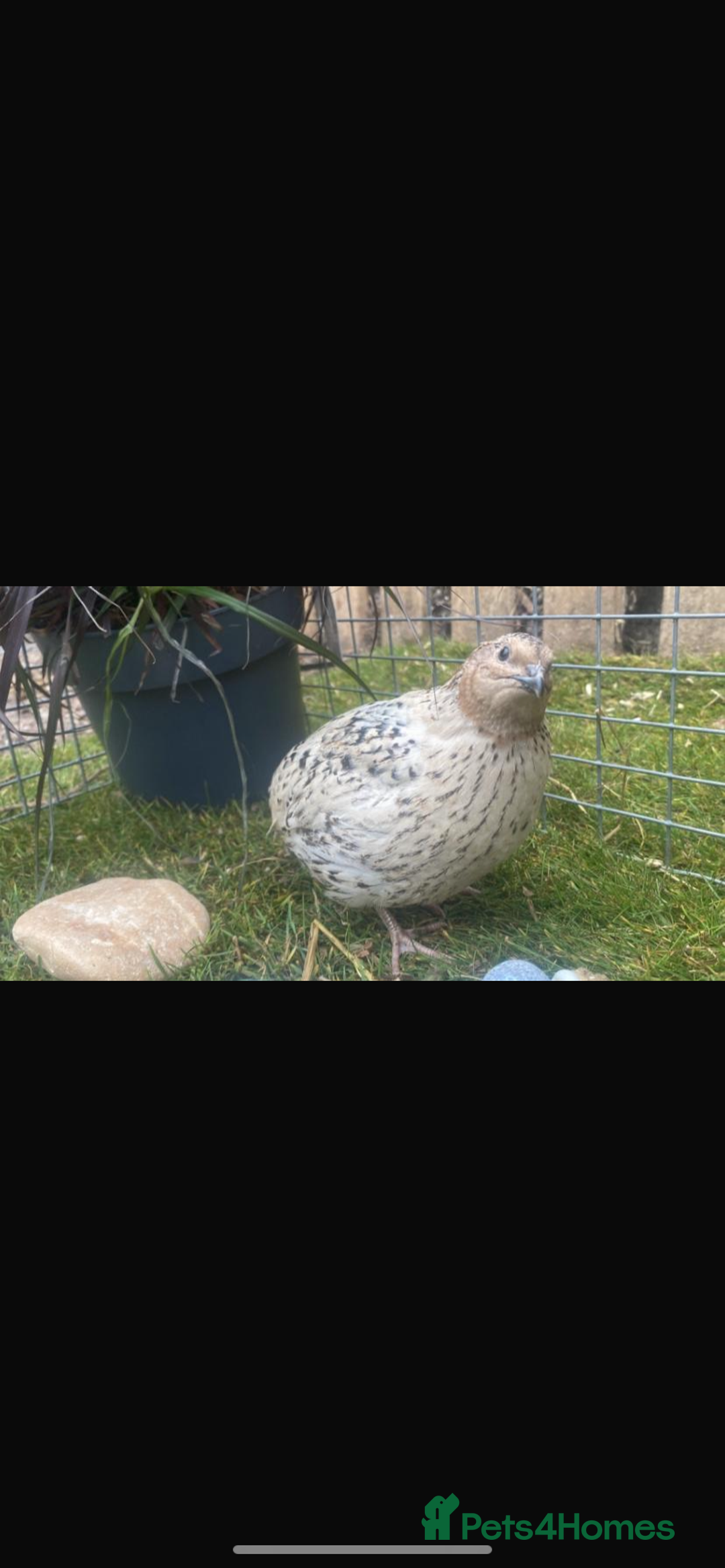 Quail poultry for sale: Beautiful coturnix, CPQ and bobwhite quails - Image 18