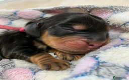 Cocker Spaniel dogs for sale: KC Show Carefully bred for Health and Temperament  - Image 2