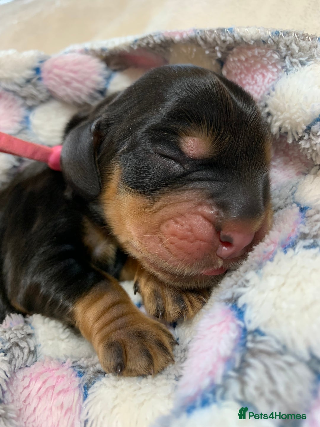 Cocker Spaniel dogs for sale: KC Show Carefully bred for Health and Temperament  - Image 2