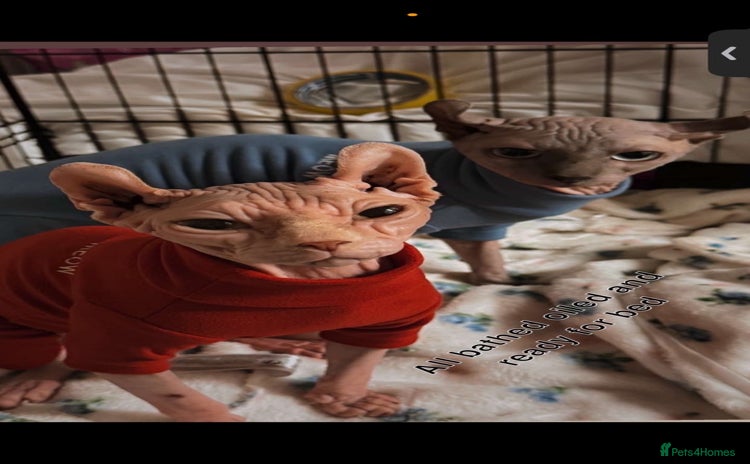 Sphynx cats - Advert 1