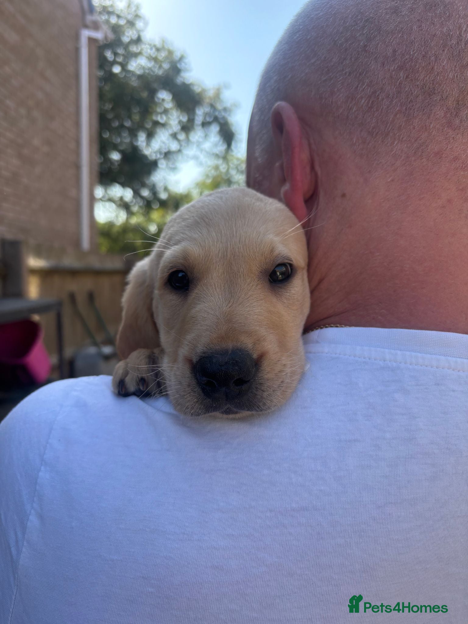 Labrador Retriever dogs Kind Natured Loving Boy - Advert 1