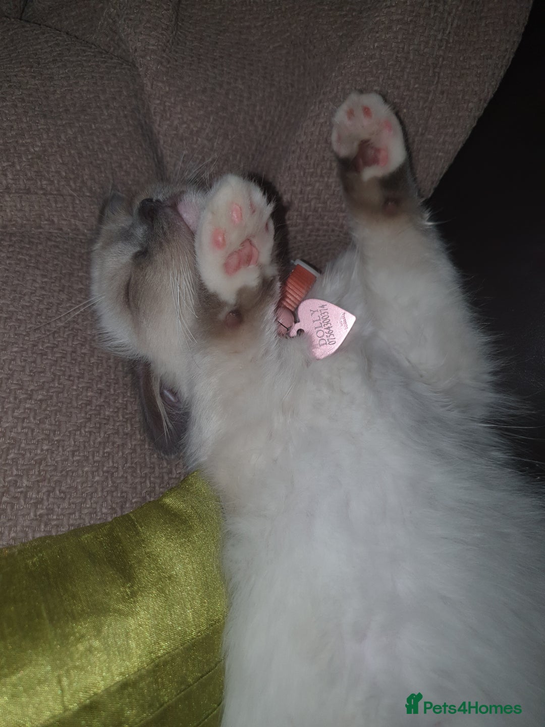 Ragdoll cats for sale: Gorgeous ragdoll kitten  - Image 2
